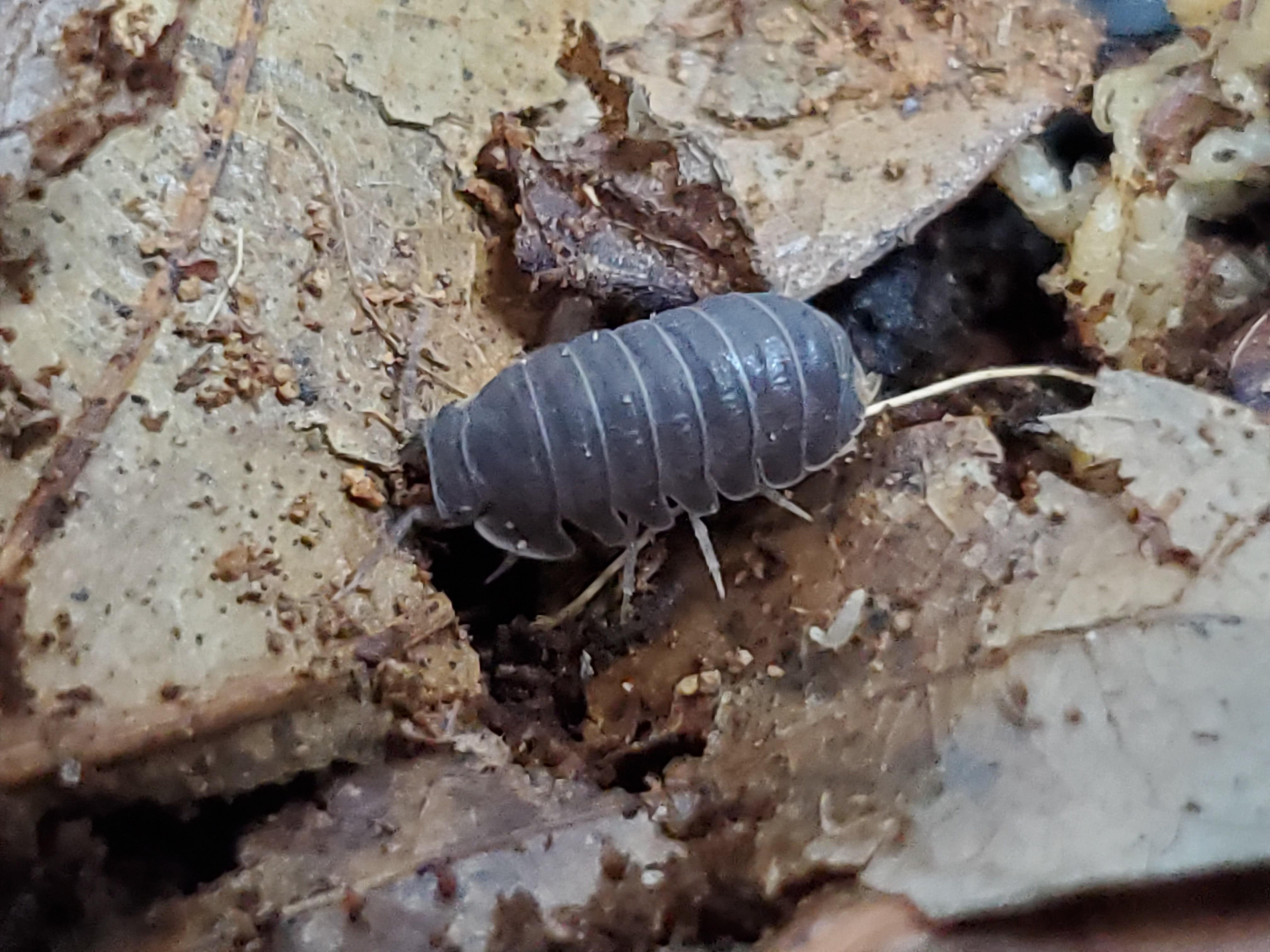 Isopods for Sale- Little Sea - Cubaris Murina Isopods (12 Count ...