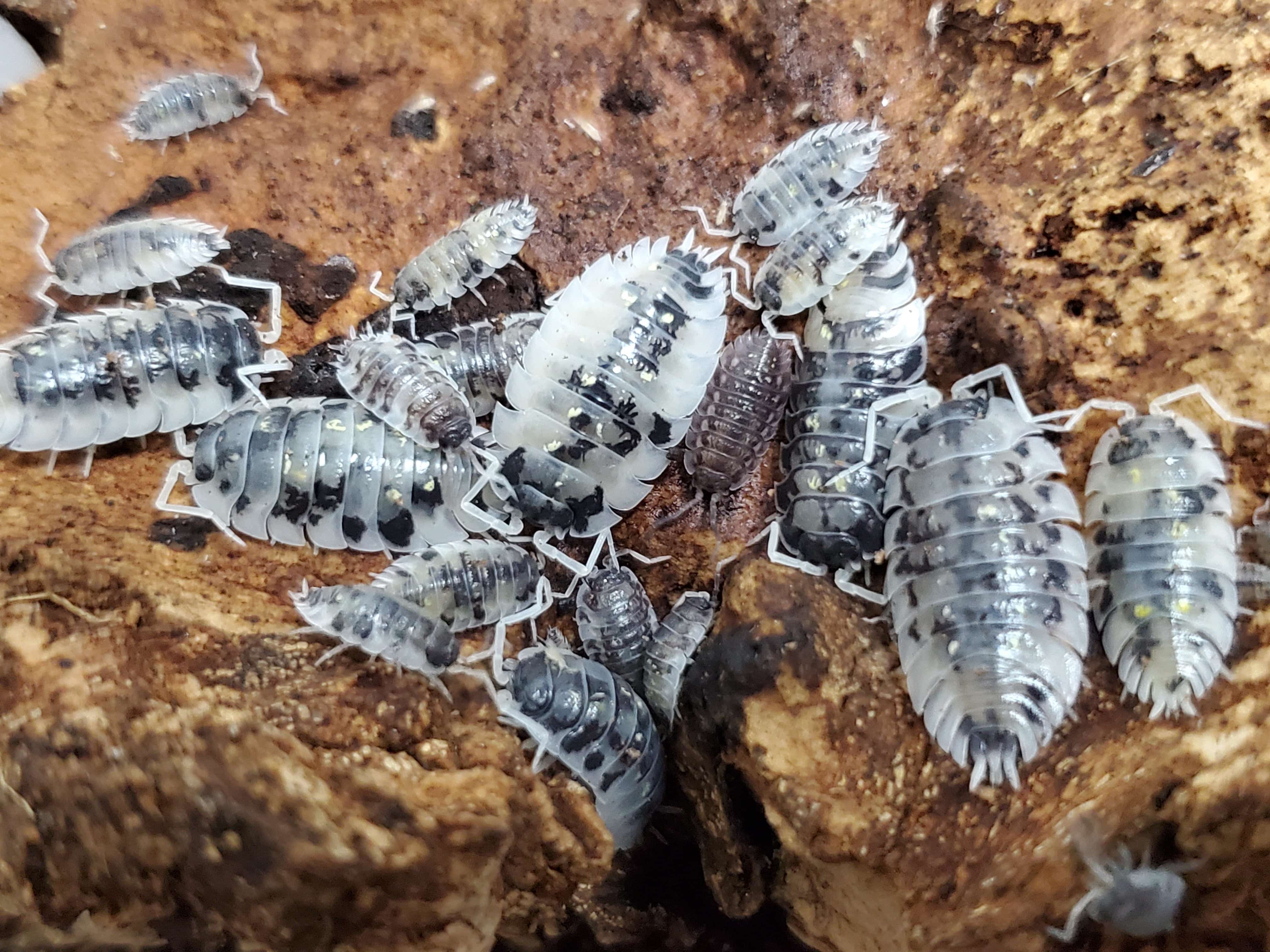 Mardi Gras Dalmatian - Oniscus Asellus (10 Count) - Reptile Deli Inc.