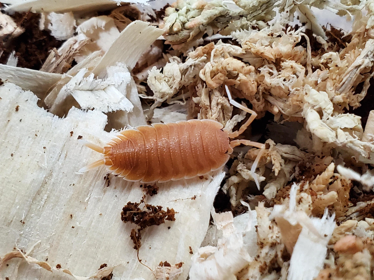 Porcellio Magnificus (10 Count) - Reptile Deli Inc.