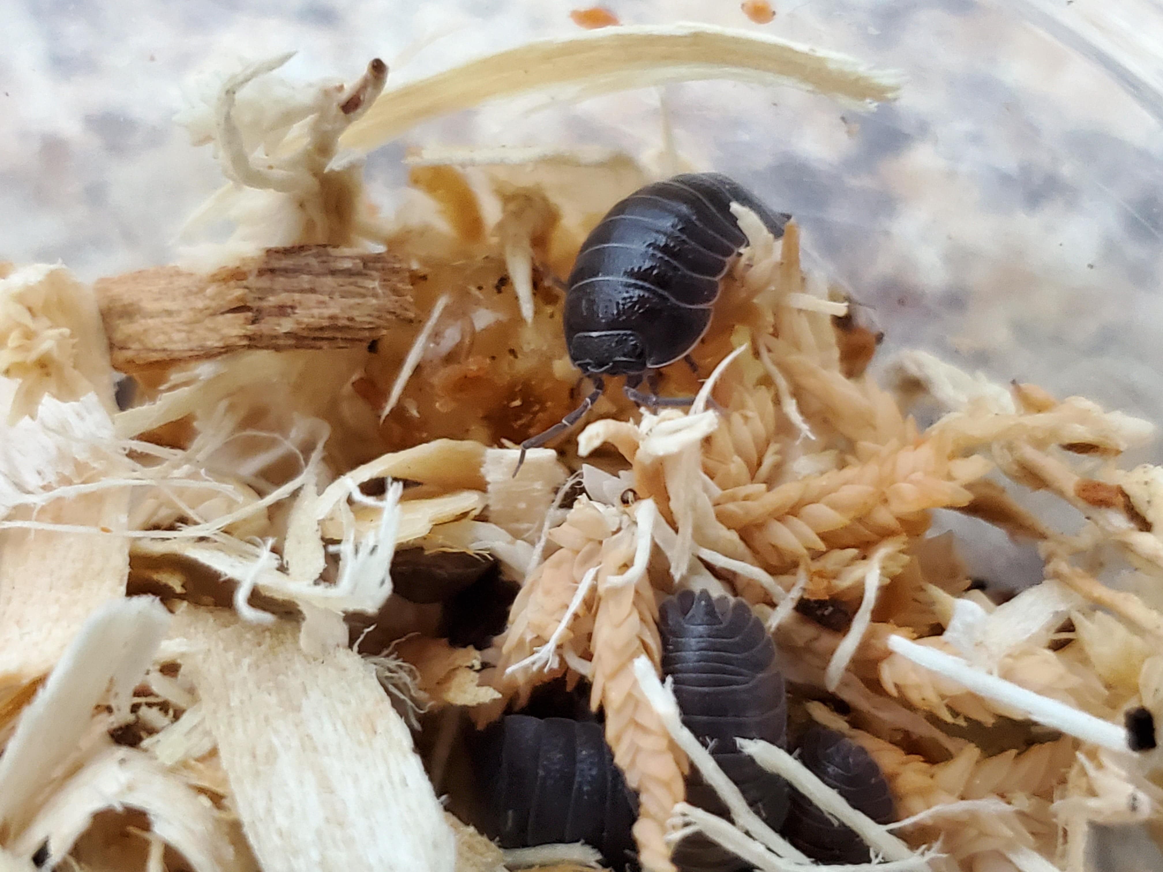 Armadillidium C.F. Frontirostre Isopods(10 Count) - Reptile Deli Inc.