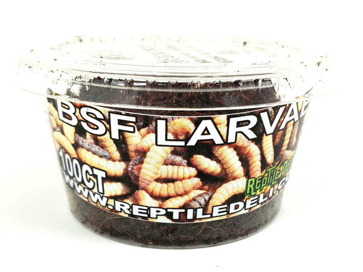 BSF Larvae - Reptile Deli Inc.