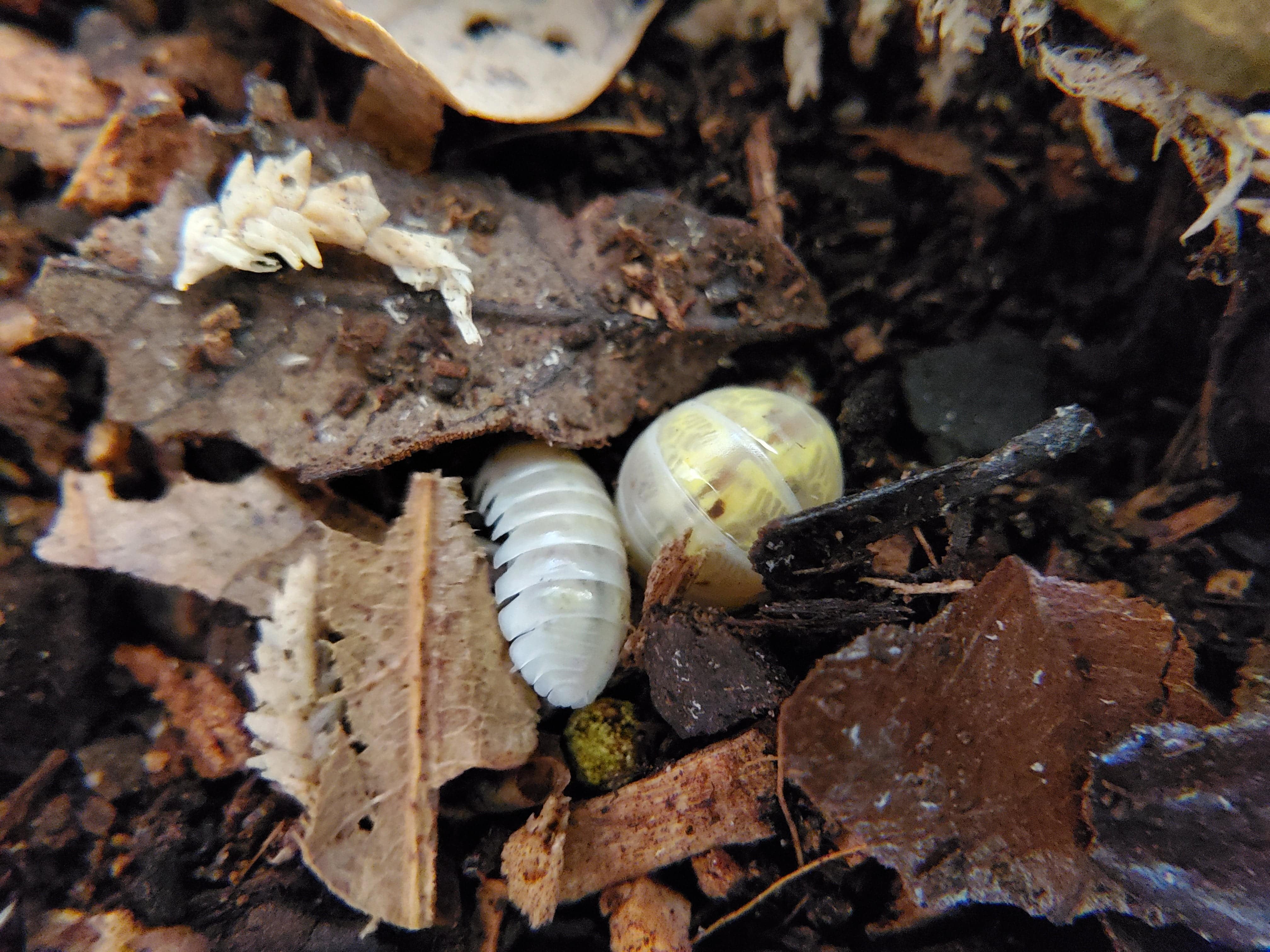 Magic Potion - Japanese Line - Armadillidium Vulgare (12 Count) - Reptile Deli Inc.