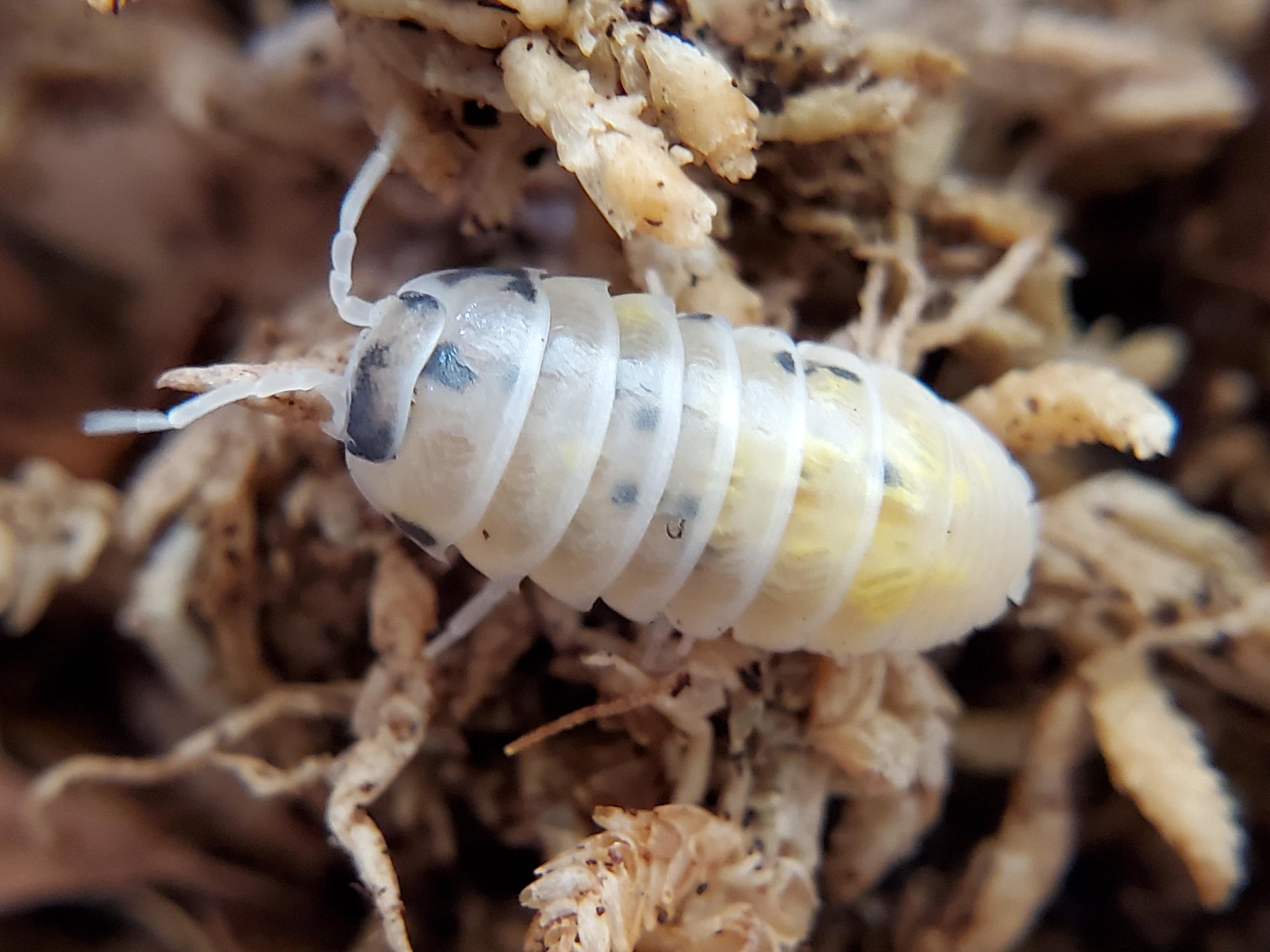 Magic Potion - Japanese Line - Armadillidium Vulgare (12 Count) - Reptile Deli Inc.