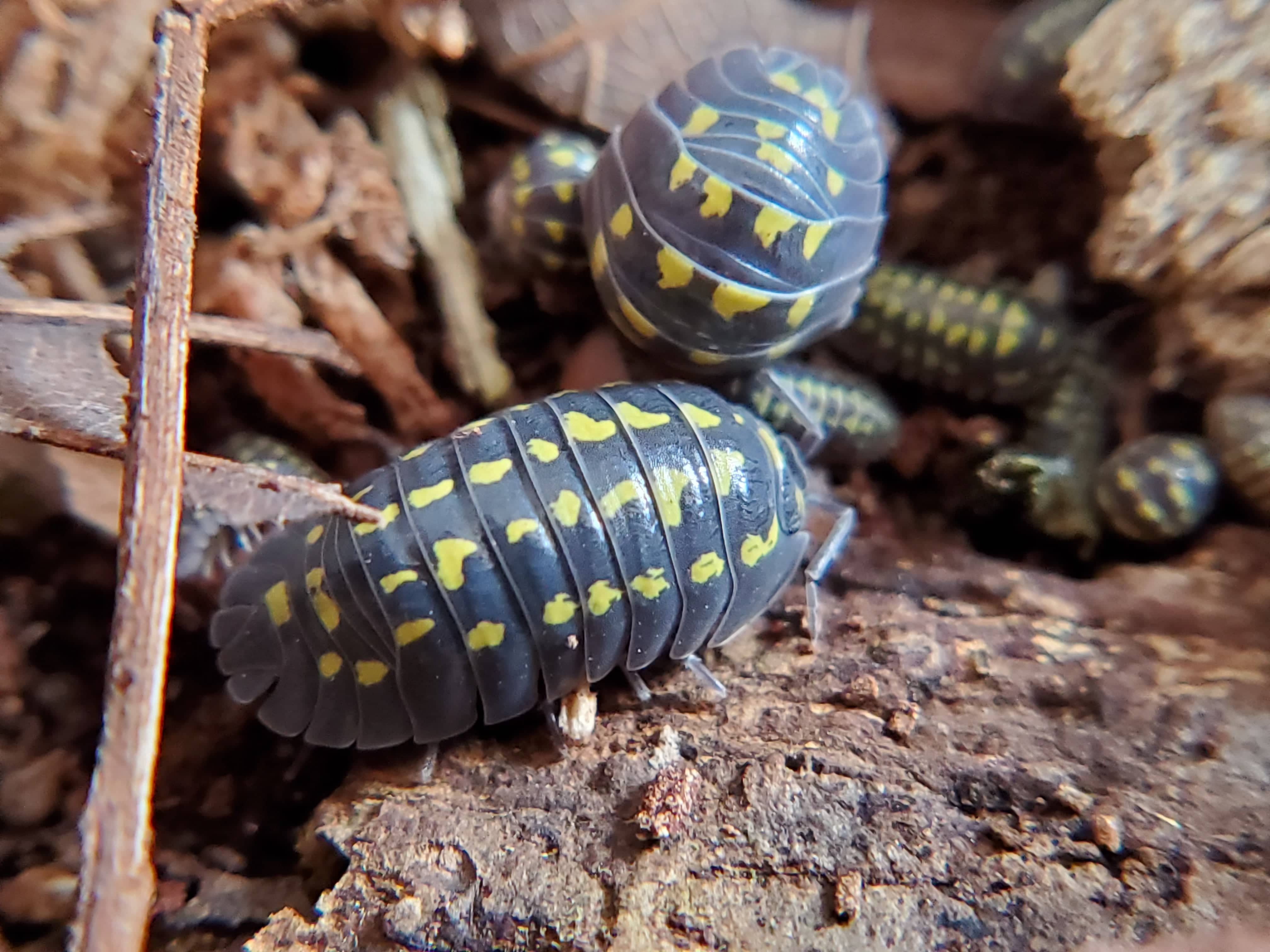Gestroi - Armadillidium Isopods (12 Count) - Reptile Deli Inc.