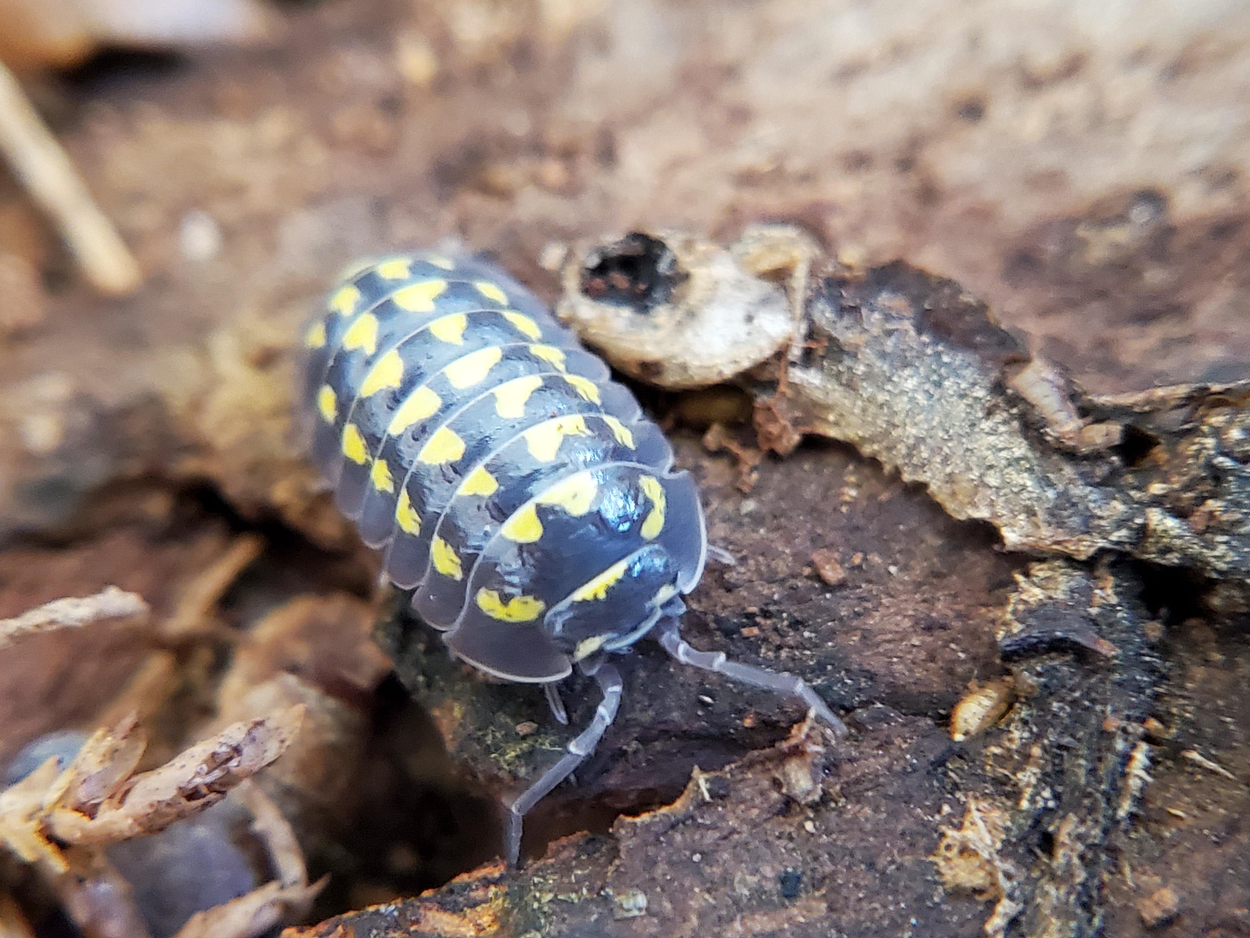 Gestroi - Armadillidium Isopods (12 Count) - Reptile Deli Inc.