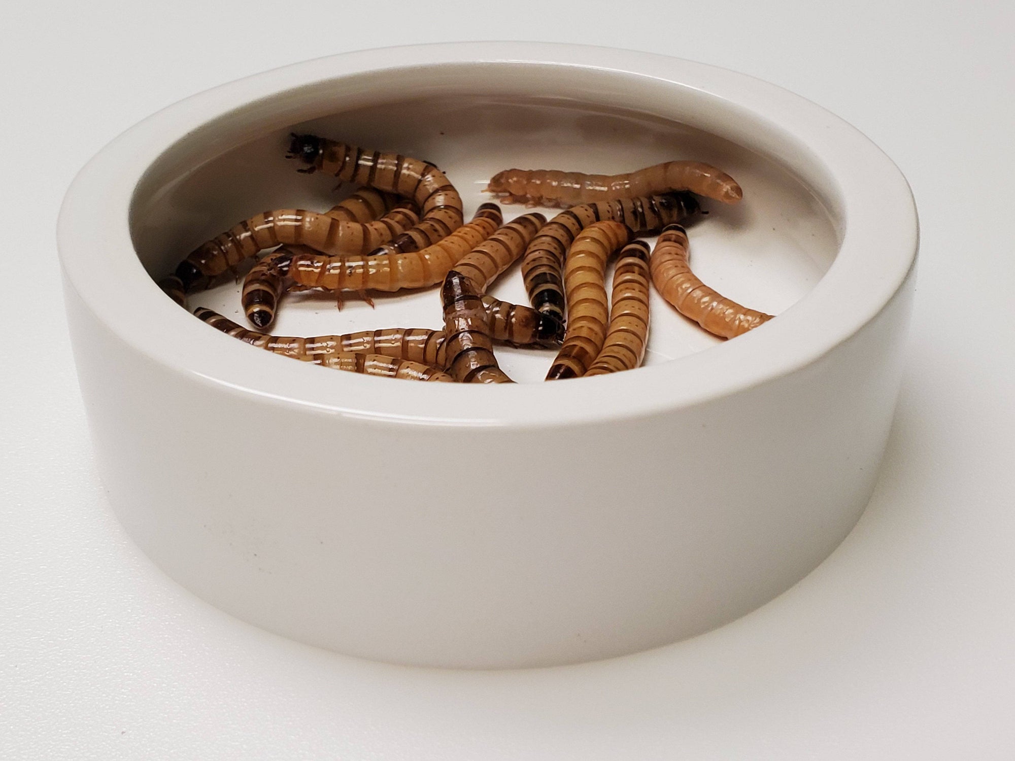 Ceramic No Escape Food Dishes - ADD-ON ITEM - Reptile Deli Inc.
