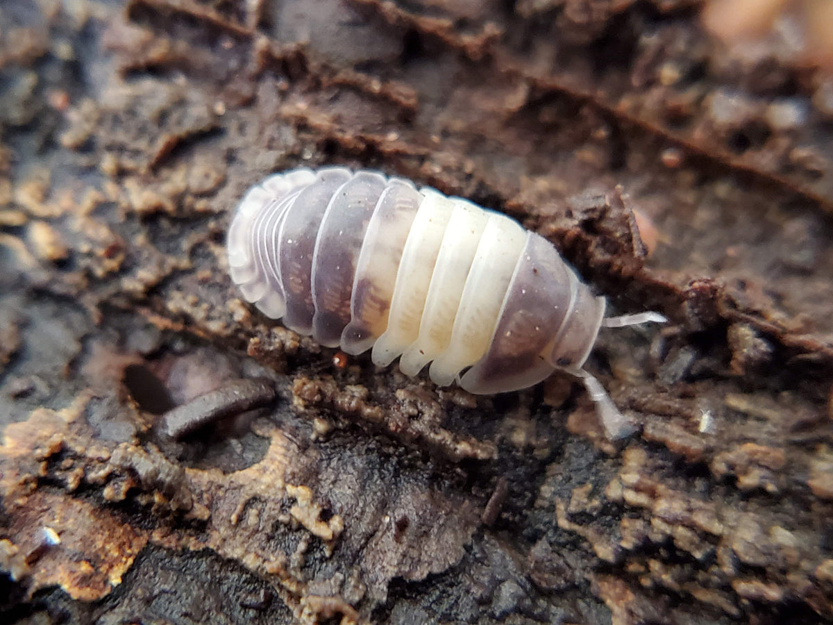 Panda King - Cubaris Isopods - Reptile Deli Inc.