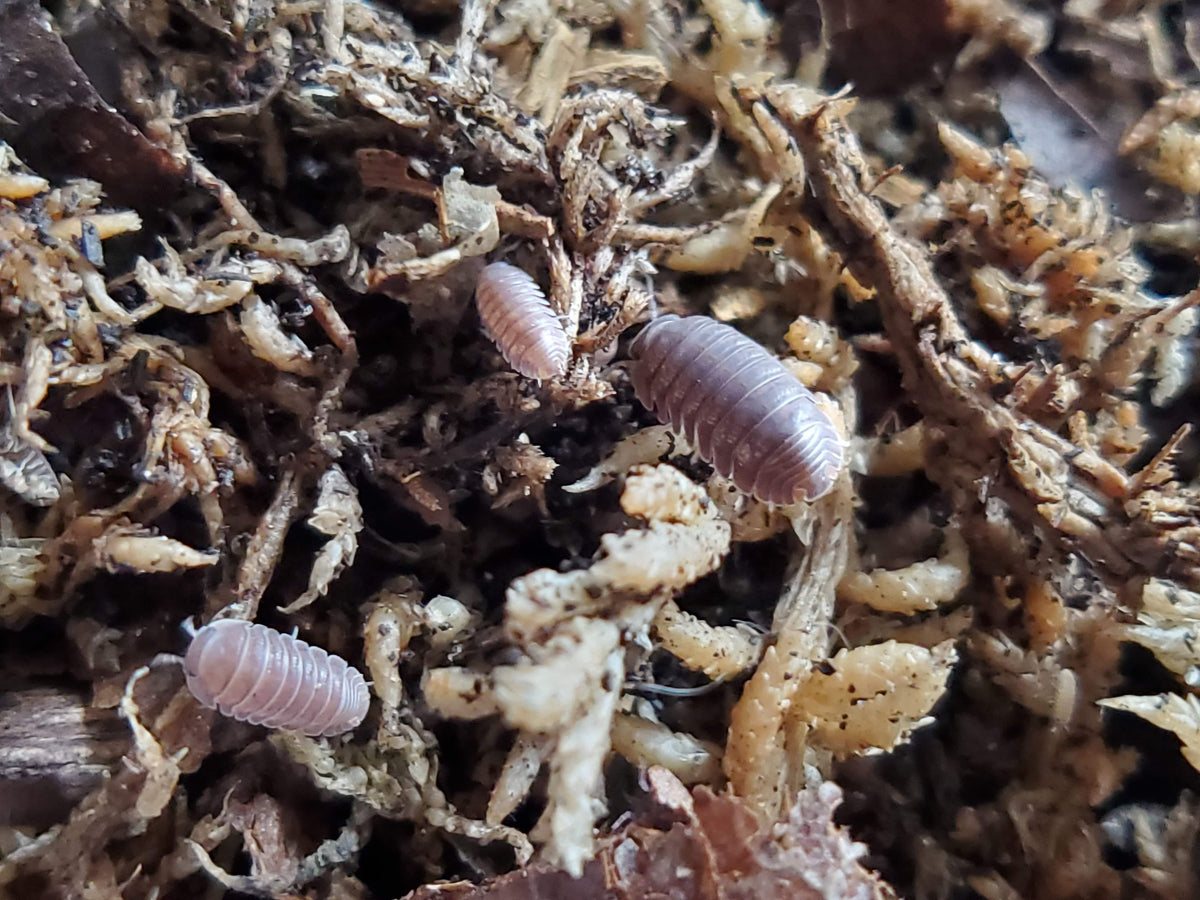 Borneo - Cubaris Sp. Isopods - Reptile Deli Inc.