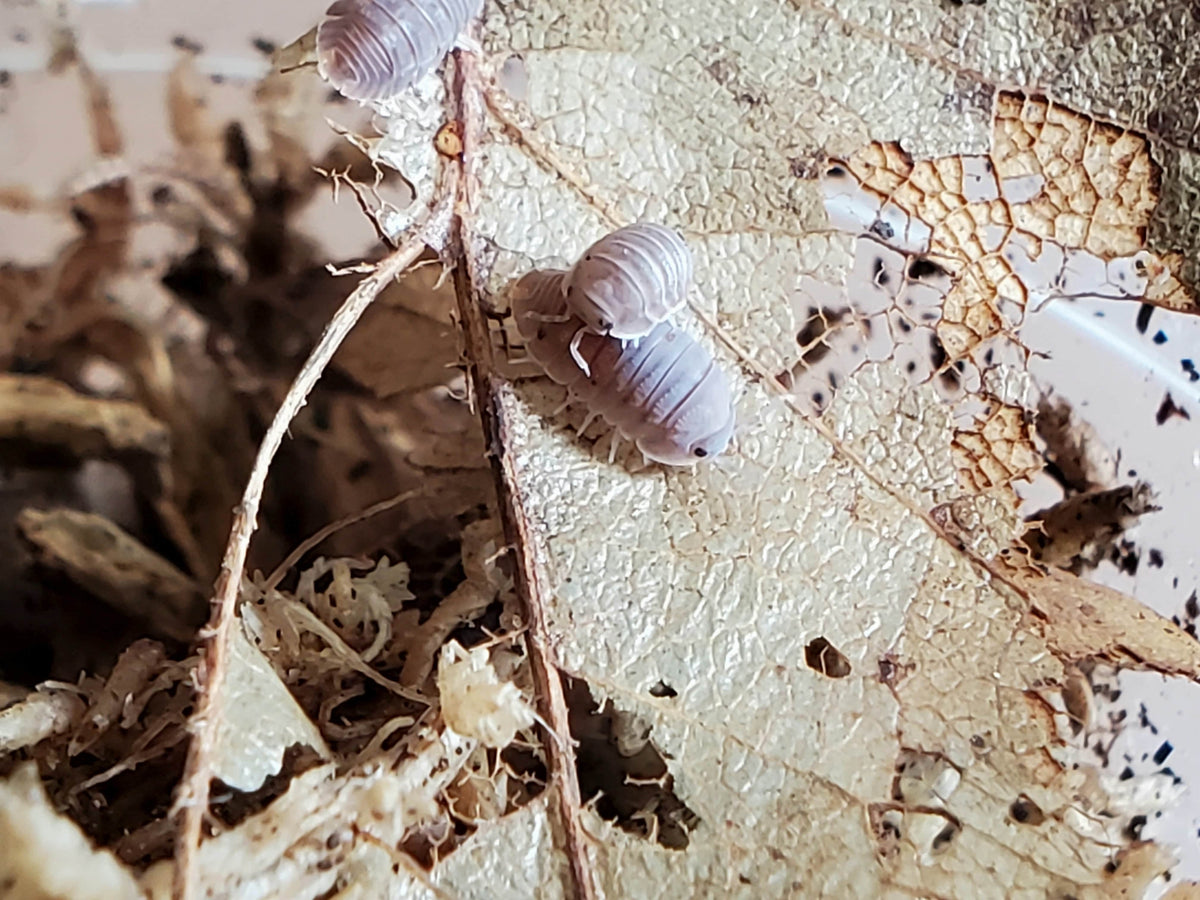 Borneo - Cubaris Sp. Isopods - Reptile Deli Inc.