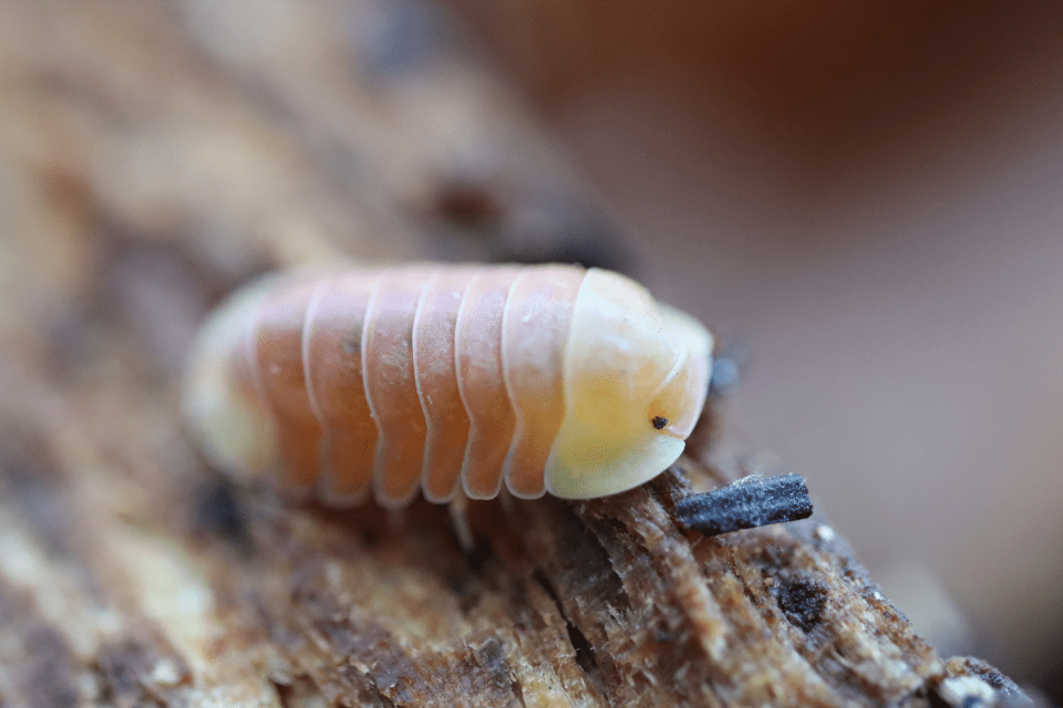 Blonde Ducky - Cubaris Isopods (6 Count) - Reptile Deli Inc.