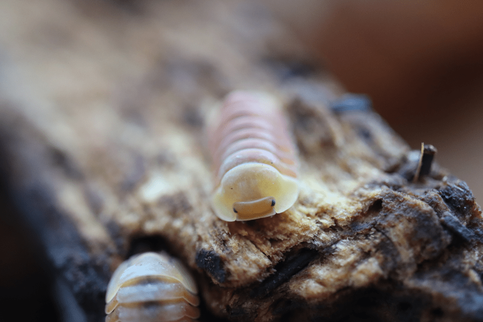 Blonde Ducky - Cubaris Isopods (6 Count) - Reptile Deli Inc.