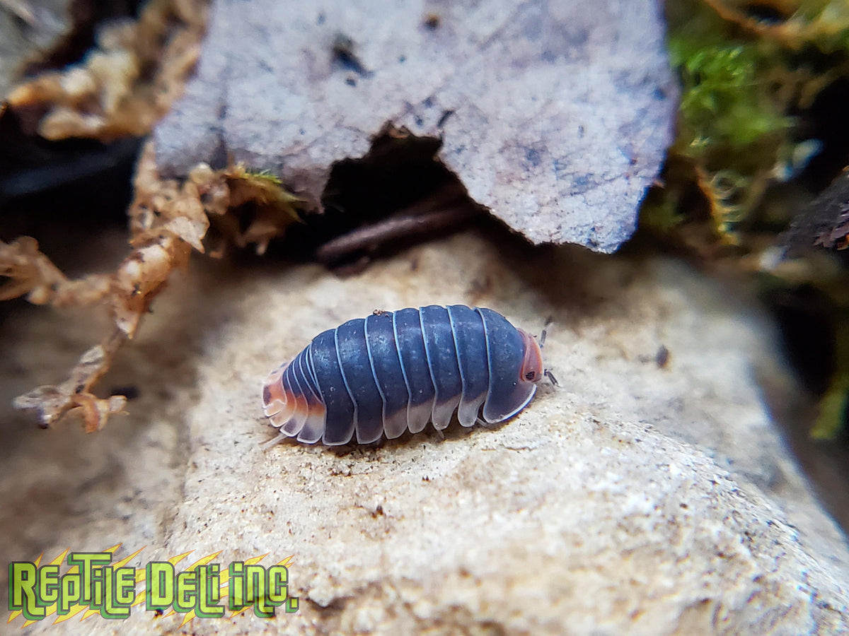 Pak Chong - Cubaris Isopods (6 Count) - Reptile Deli Inc.