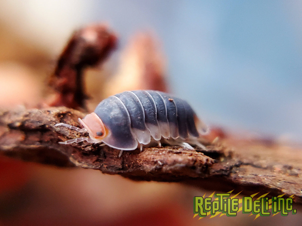 Pak Chong - Cubaris Isopods (6 Count) - Reptile Deli Inc.