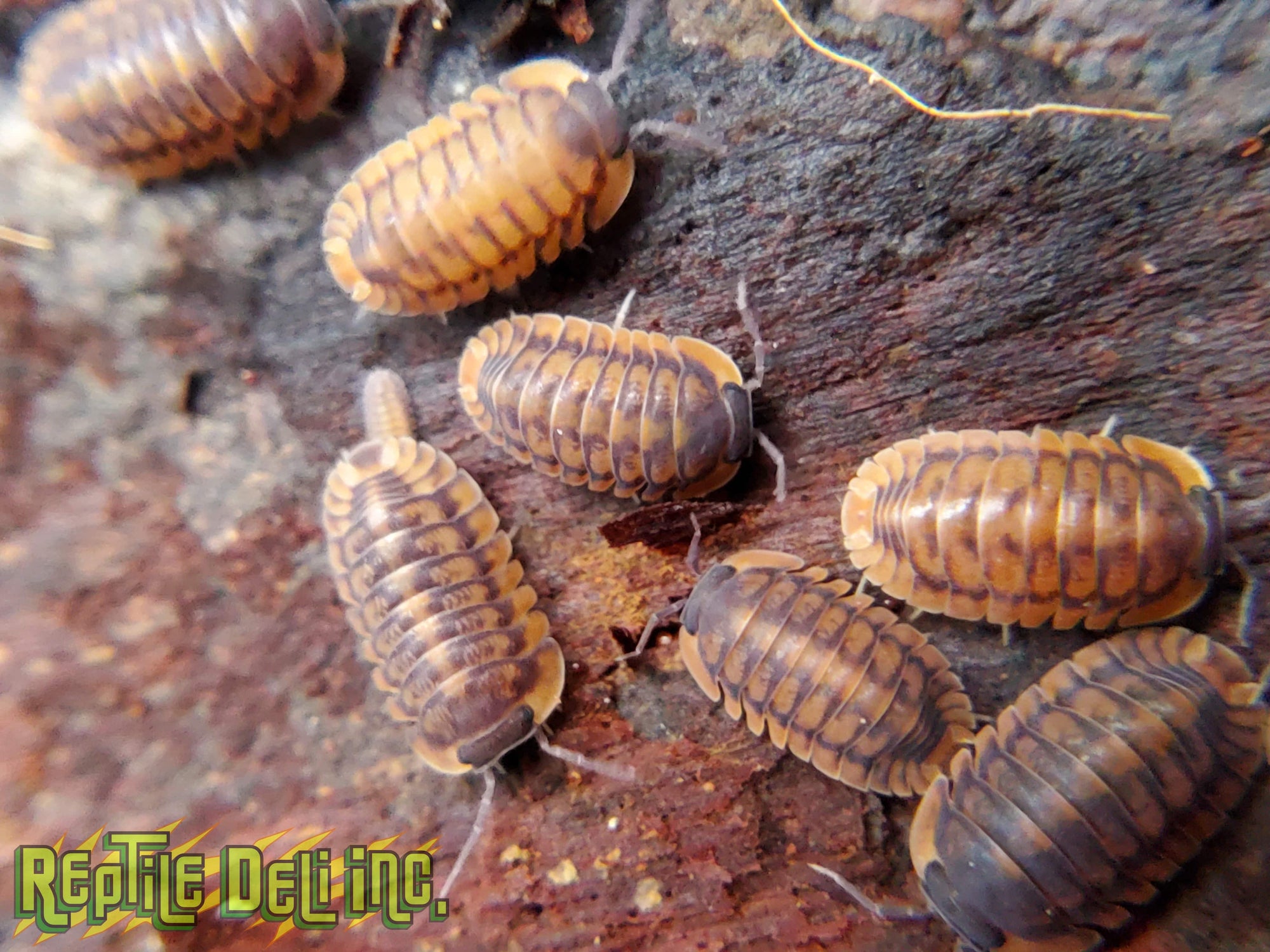 Red Tiger - Cubaris Isopods (6 Count) - Reptile Deli Inc.