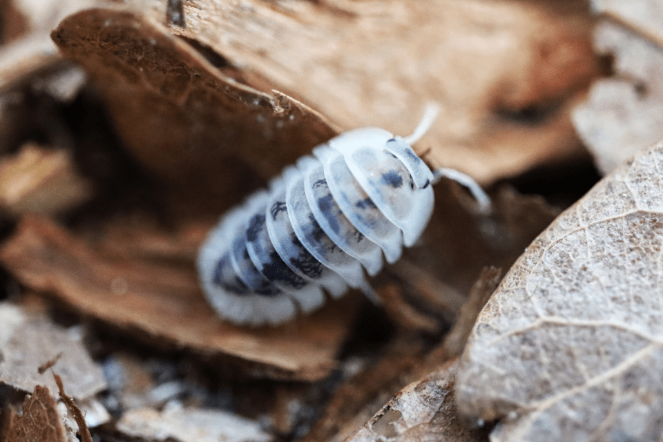 Shiro Utsuri- Cubaris Isopods (6 Count) - Reptile Deli Inc.