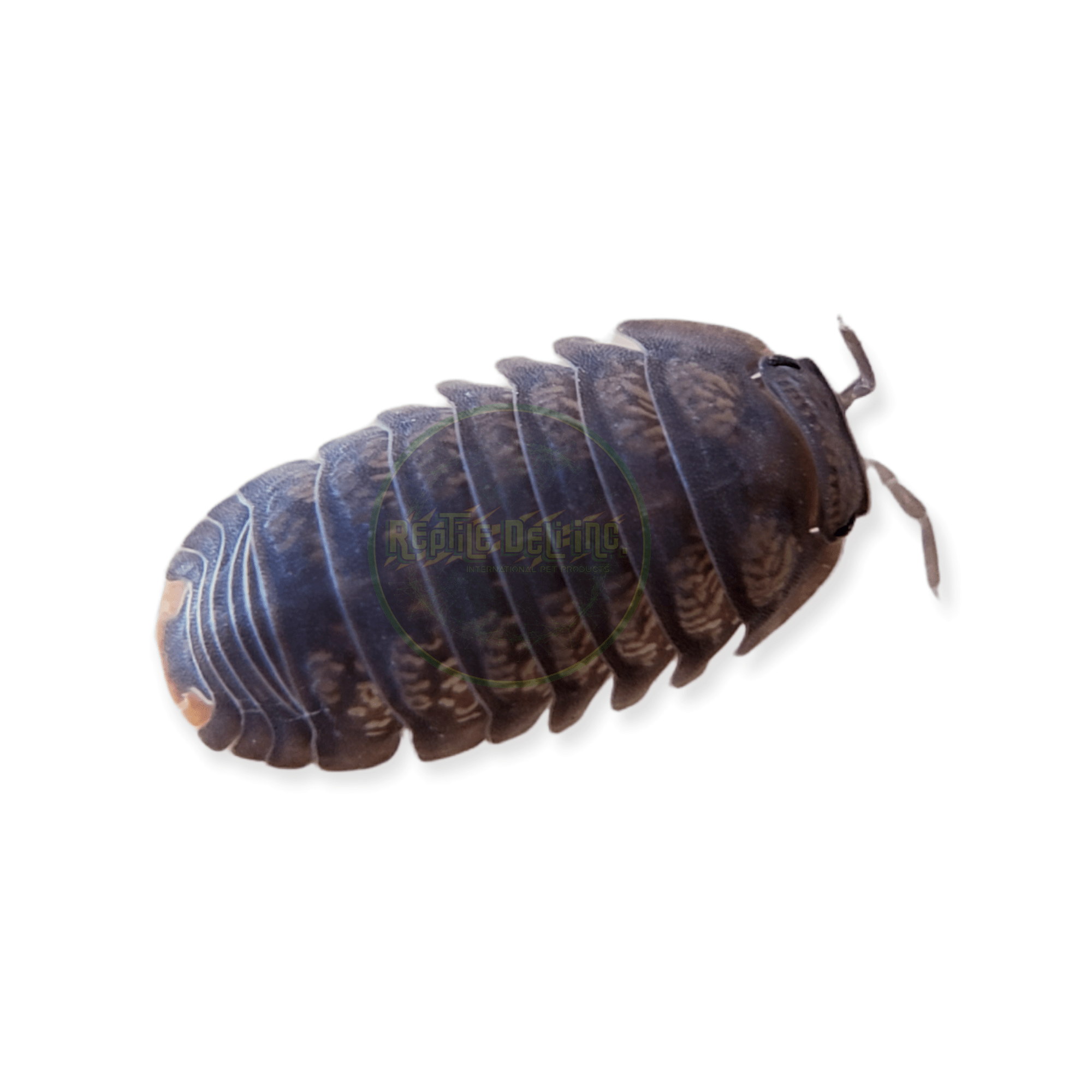Little Sea - Cubaris Murina Isopods (12 Count) | Reptile Deli Inc.