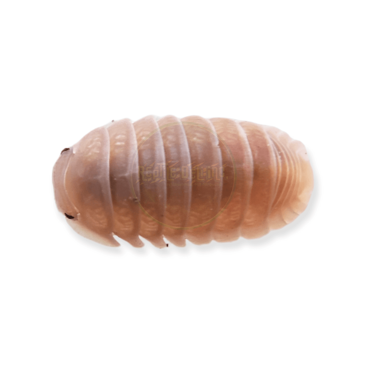 Papaya- Cubaris Murina Isopods (10 Count) - Reptile Deli Inc.