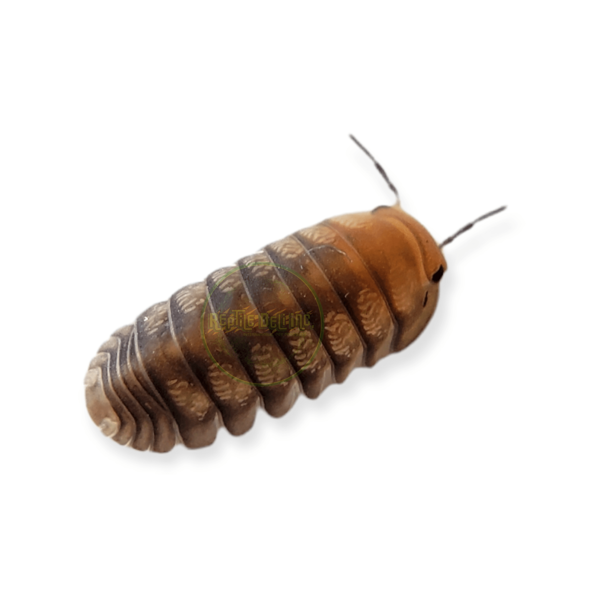 Cute Honey Tiger - Cubaris - 6 Count - Reptile Deli Inc.