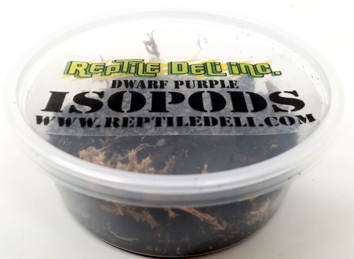 Peach Armadillidium Nasatum (12 Count) (12 Count) - Reptile Deli Inc.