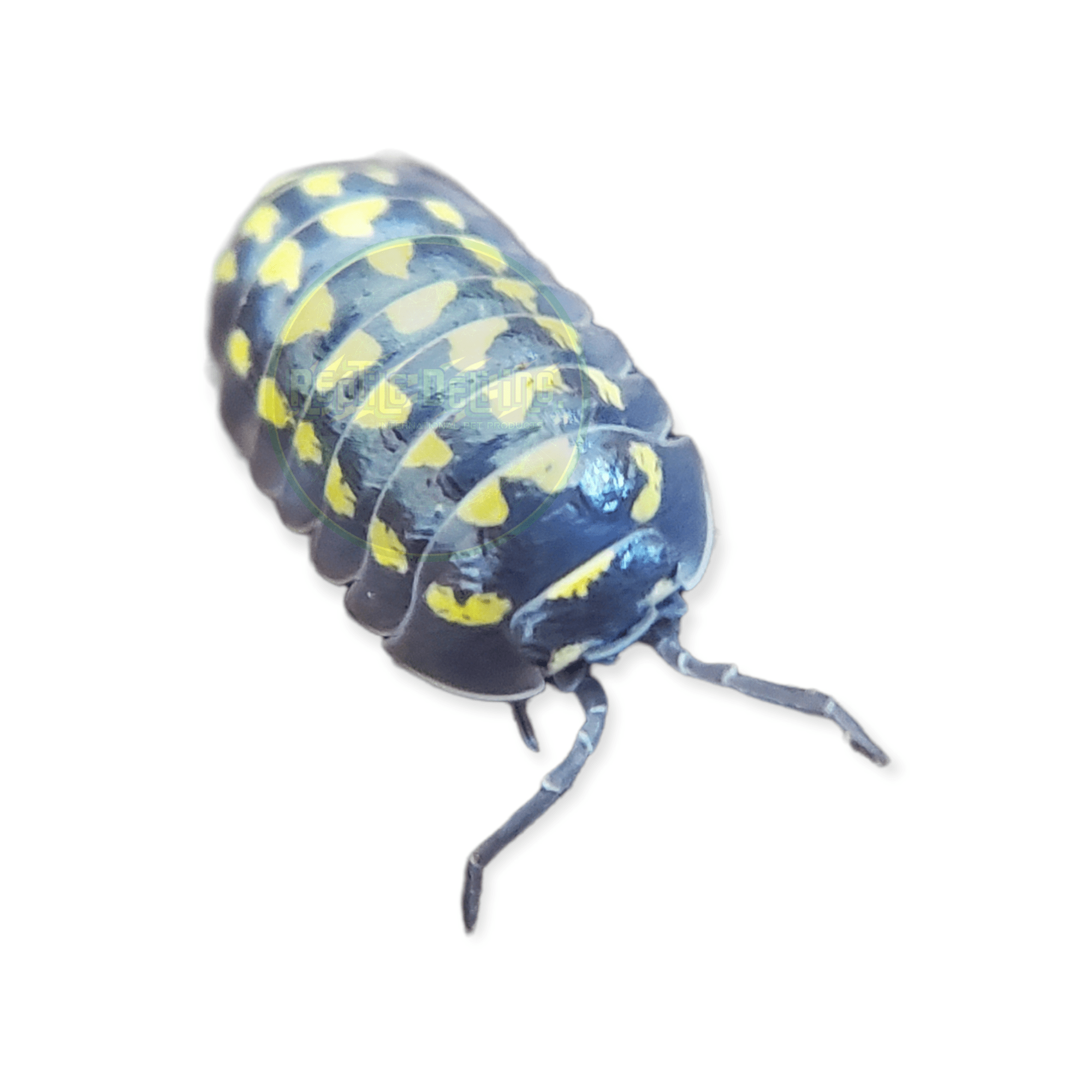 Gestroi - Armadillidium Isopods (12 Count) - Reptile Deli Inc.