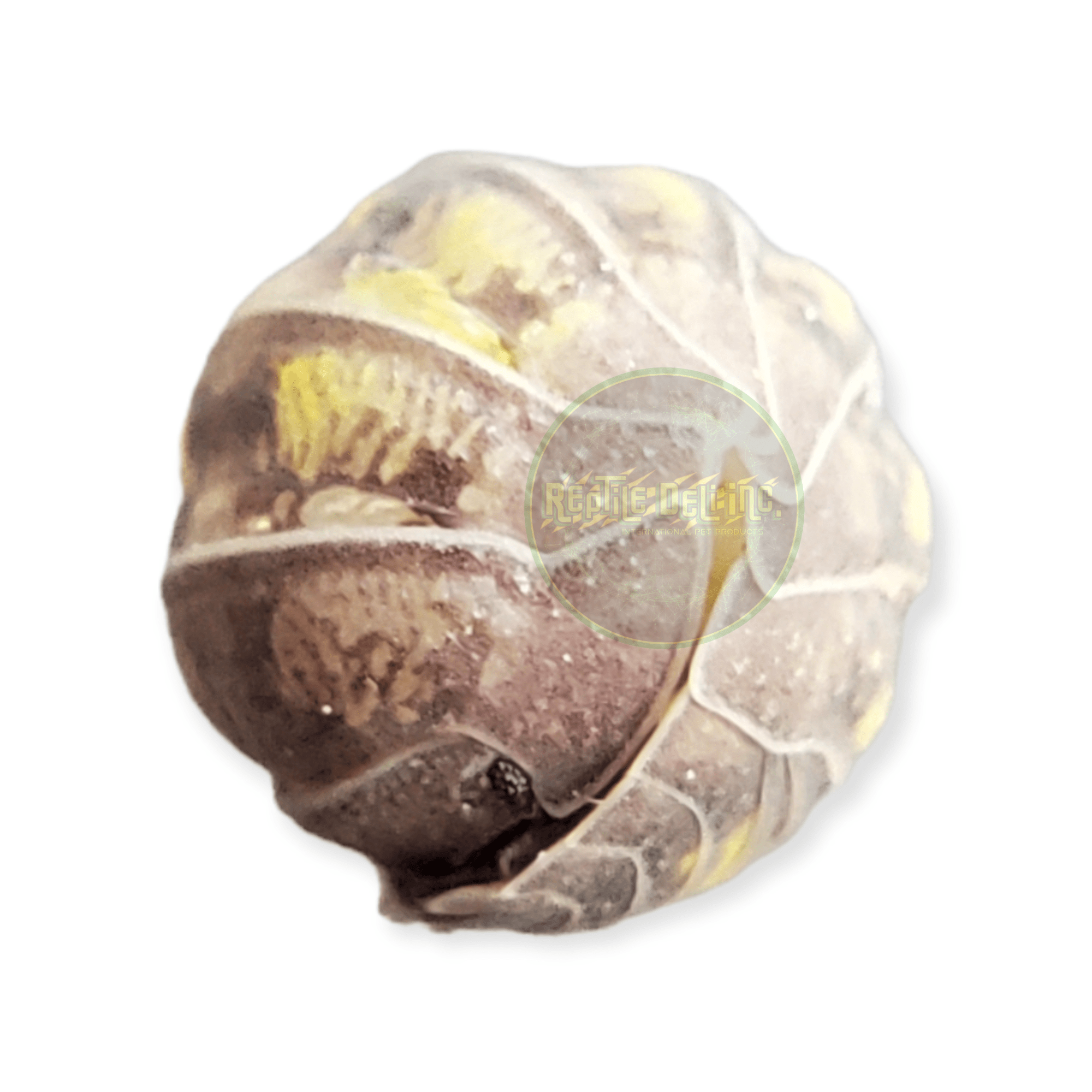 Armadillidium Granulatum (12 Count) - Reptile Deli Inc.