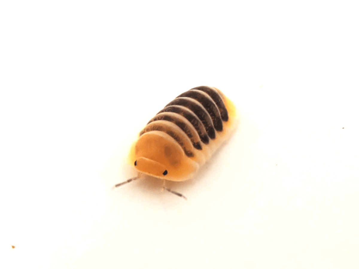 Jupiter - Cubaris Isopods (6 Count) - Reptile Deli Inc.