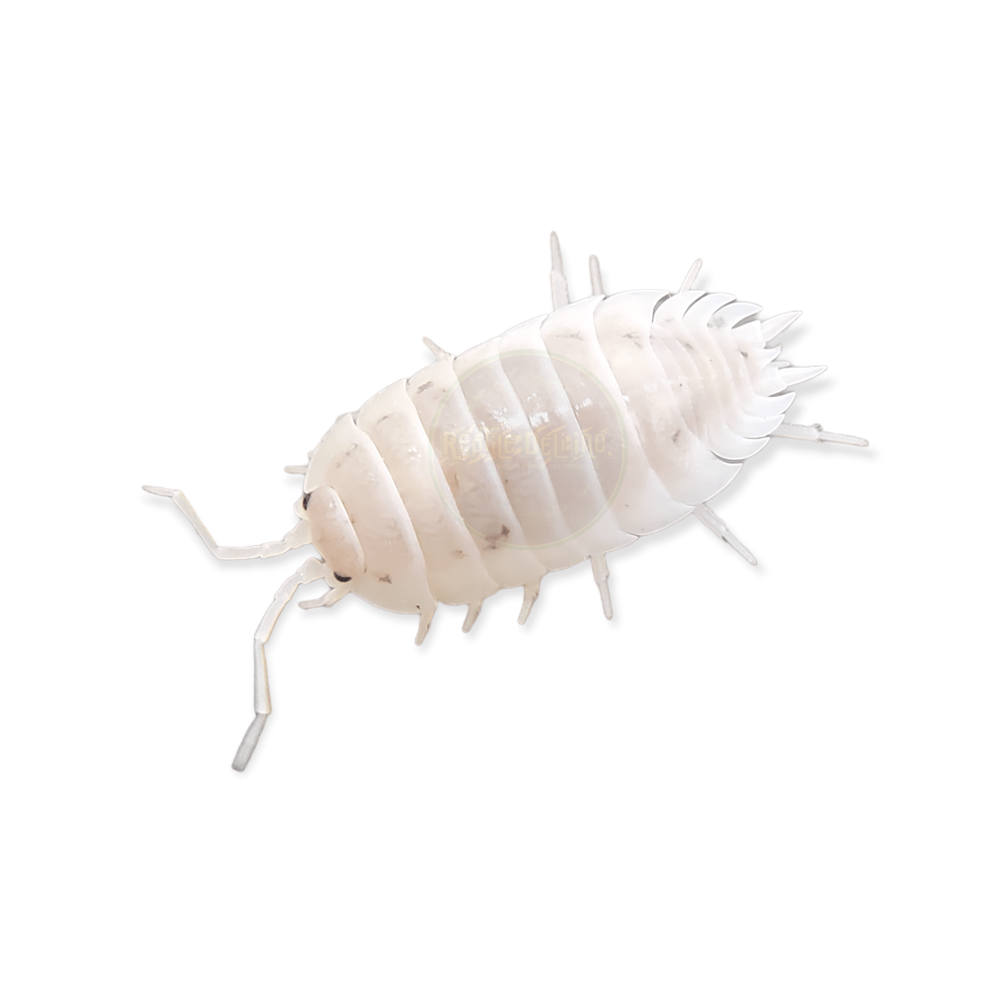 White - Porcellio Laevis Isopods (12 Count) - Reptile Deli Inc.
