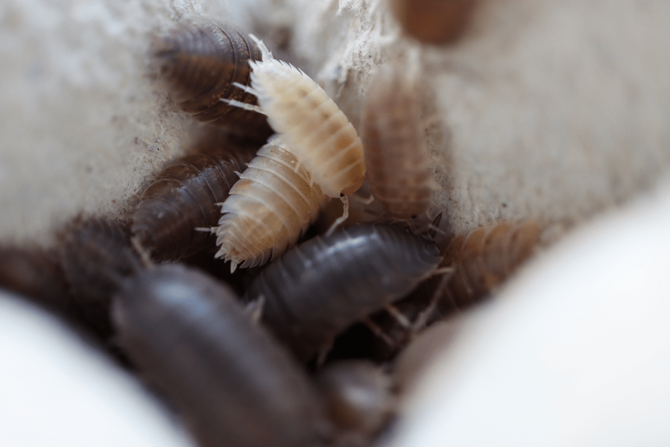 Marbled / California Mix- Porcellio Laevis Isopods - Reptile Deli Inc.