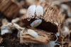 Orange Dalmations- Porcellio Scaber Isopods (12 Count) - Reptile Deli Inc.