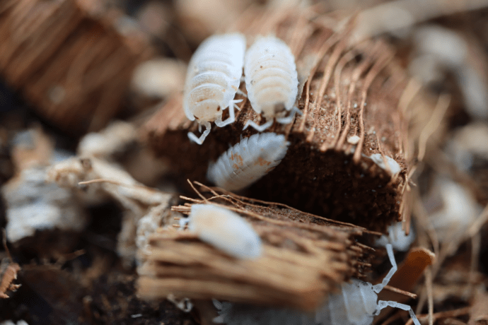 Orange Dalmations- Porcellio Scaber Isopods (12 Count) - Reptile Deli Inc.