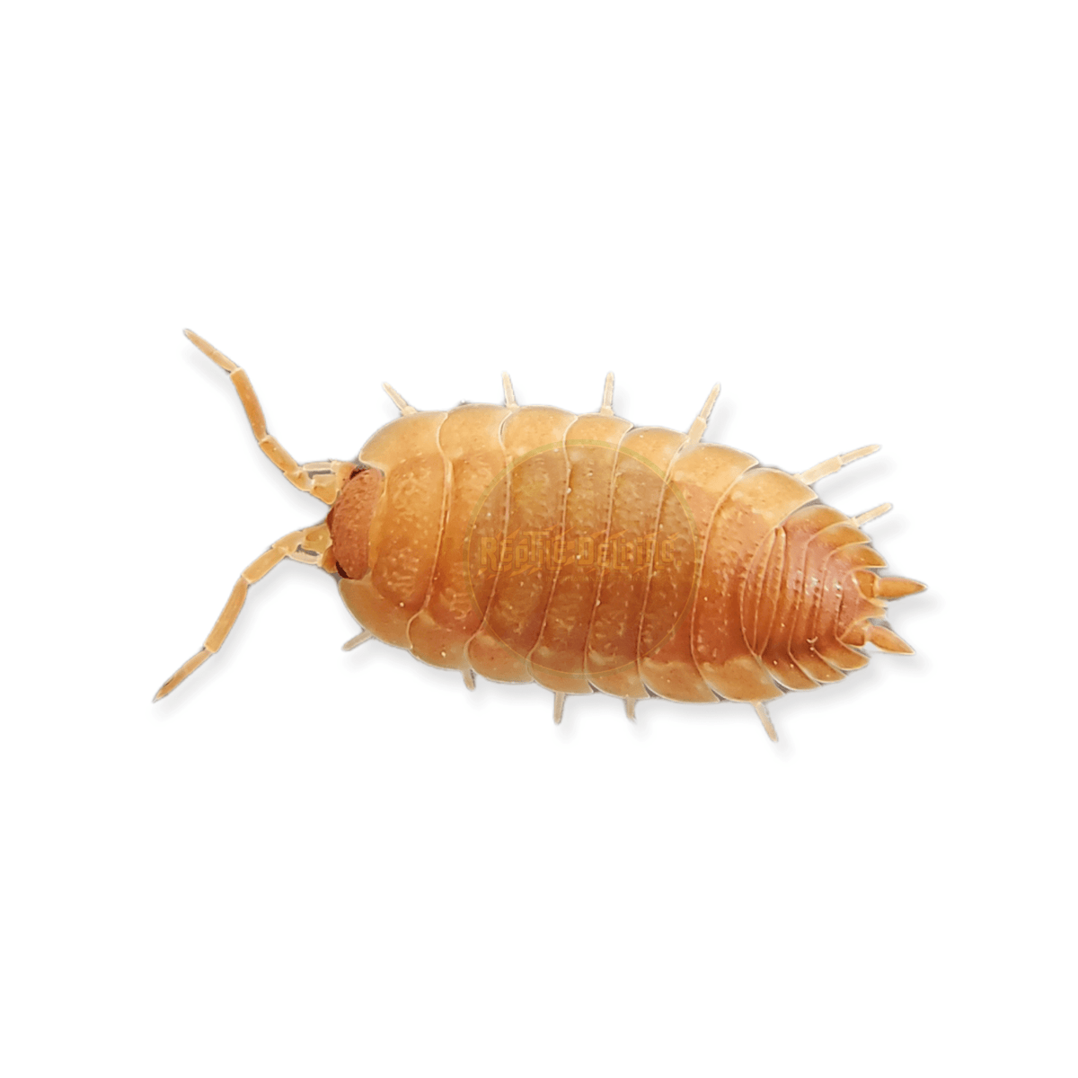 Orange- Porcellio Scaber Isopods (12 Count) - Reptile Deli Inc.