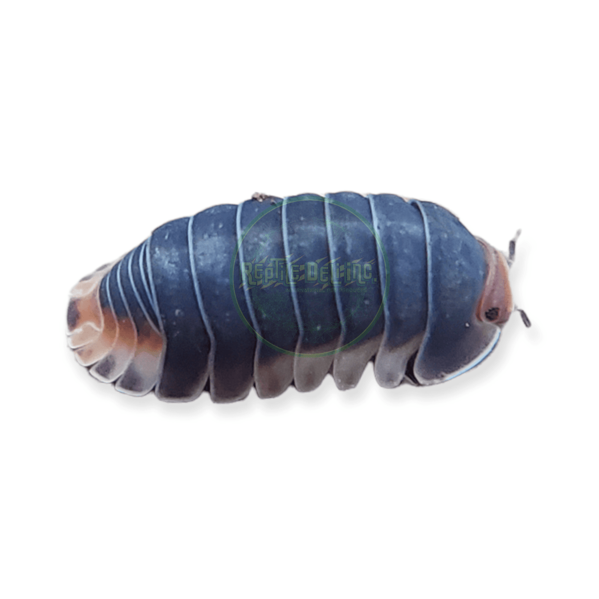 Pak Chong - Cubaris Isopods (6 Count) - Reptile Deli Inc.