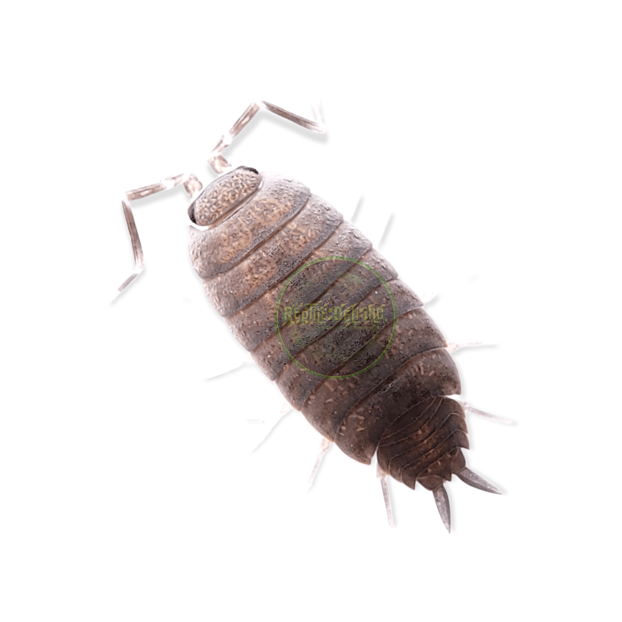 Powder Blue Isopods (12 Count) - Reptile Deli Inc.