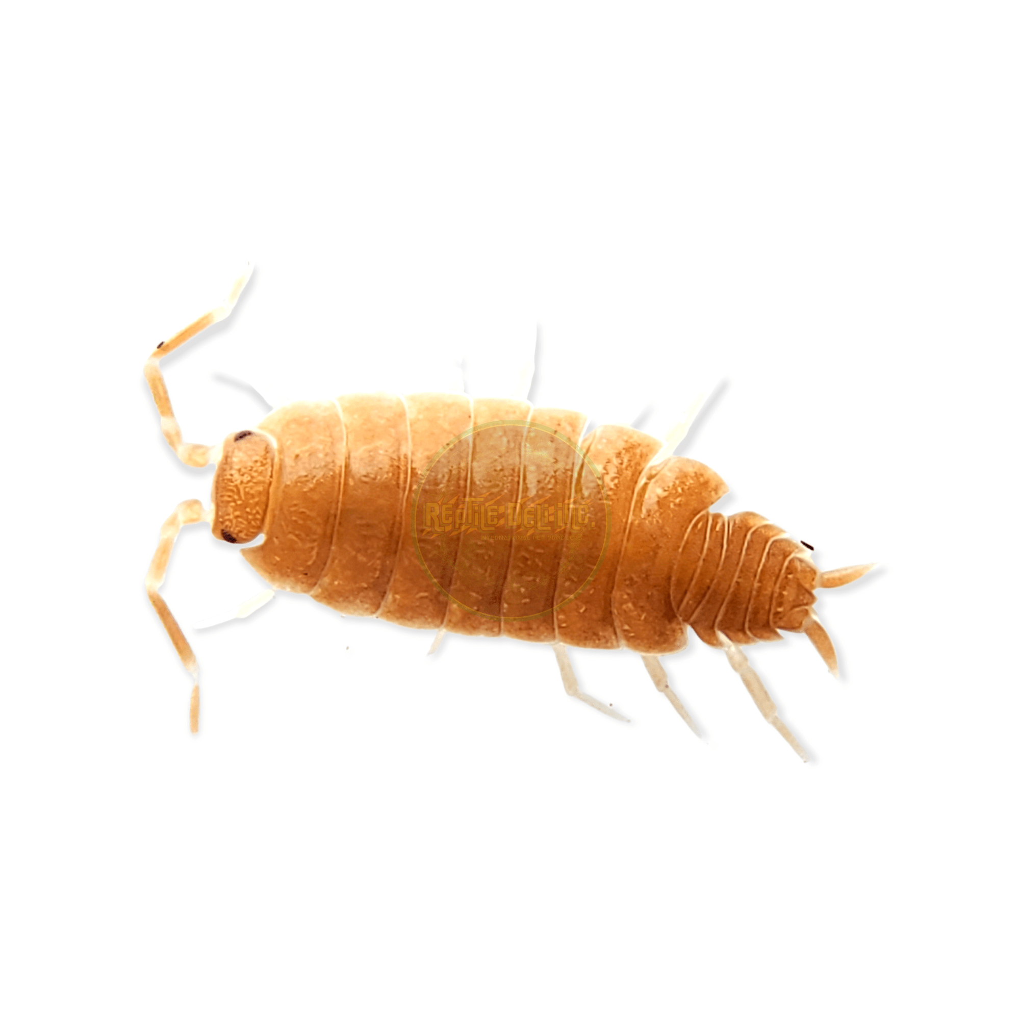 Powder Orange Isopods (12 Count) - Reptile Deli Inc.