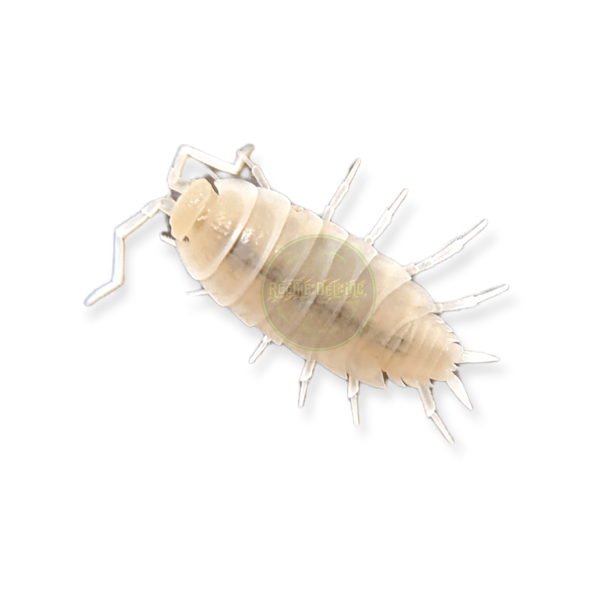 Powder White &quot;White Out&quot; Isopods - Porcellionides pruinosus (12 Count) - Reptile Deli Inc.