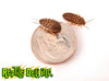 Dubia Roach - XS/Small - Bulk - Reptile Deli Inc.