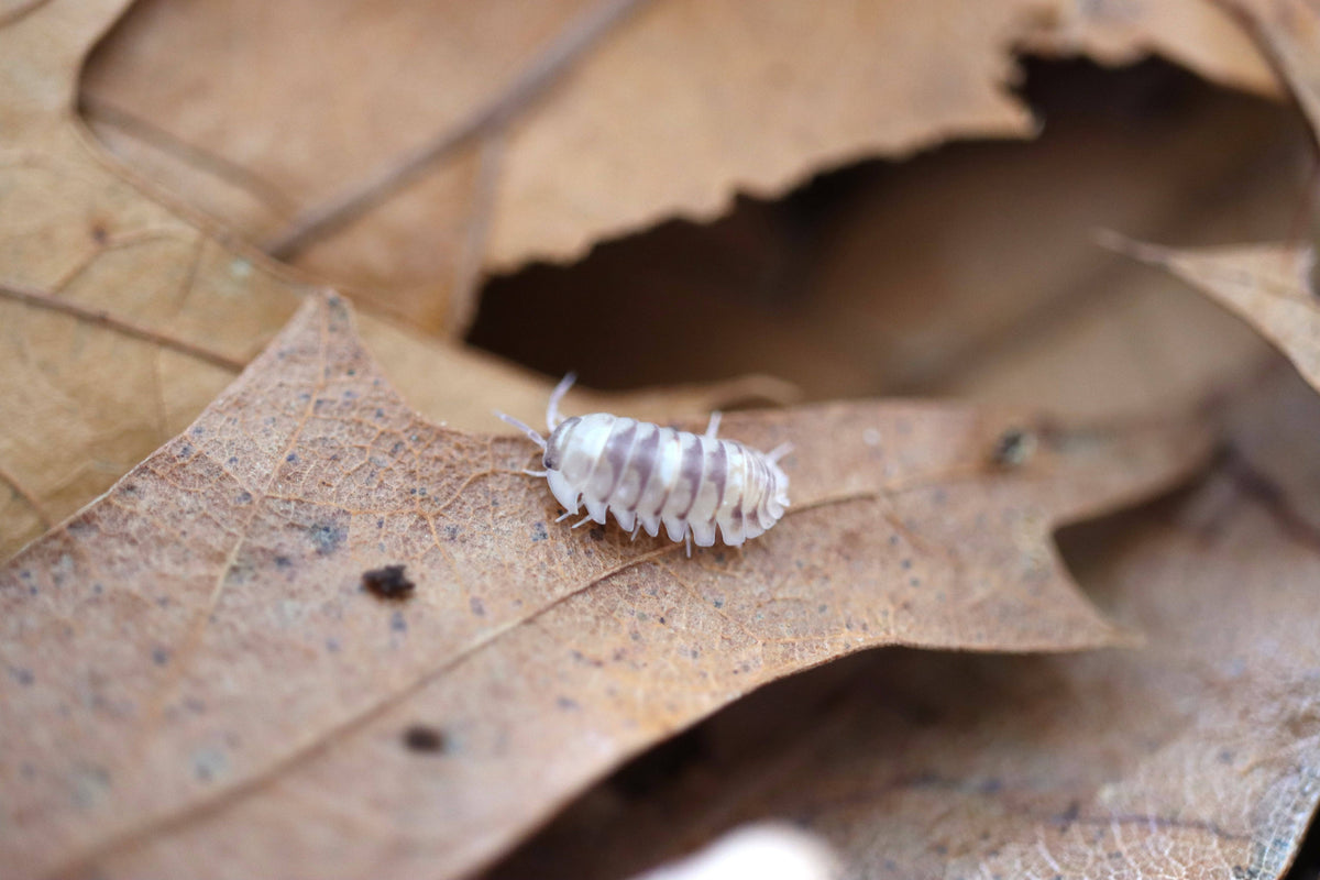 SP. Marbleized Isopods (12 Count) - Reptile Deli Inc.