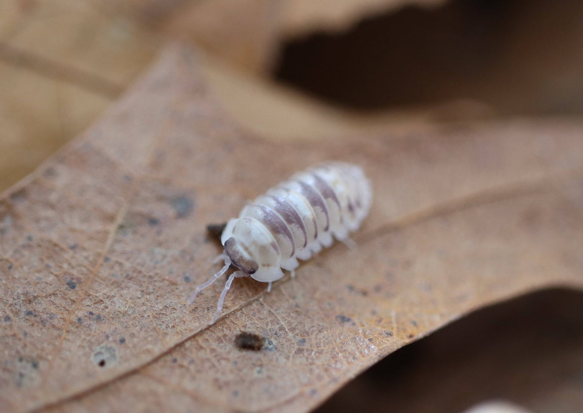 SP. Marbleized Isopods (12 Count) - Reptile Deli Inc.