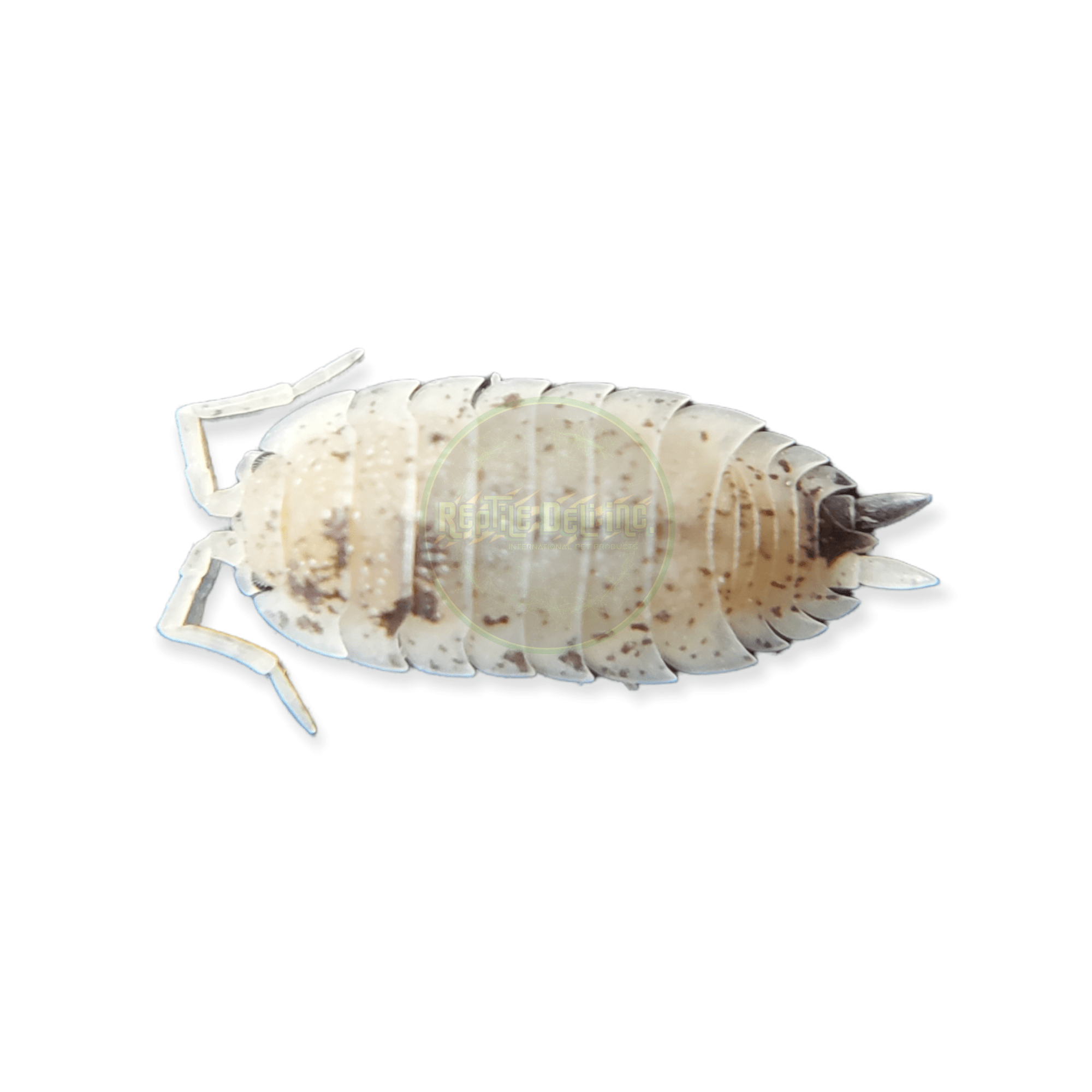 Ghost Dalmatian - Porcellio Scaber Isopods (12 Count) | Reptile Deli Inc.