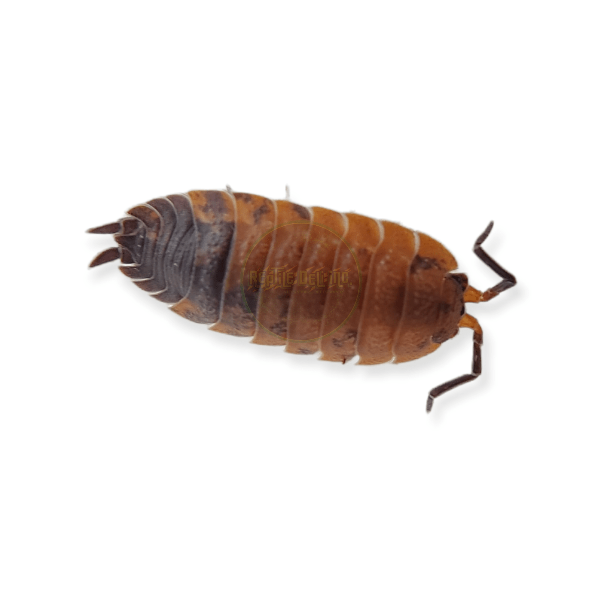 Ghost Lave - Porcellio Scaber Isopods (12 Count) | Reptile Deli Inc.