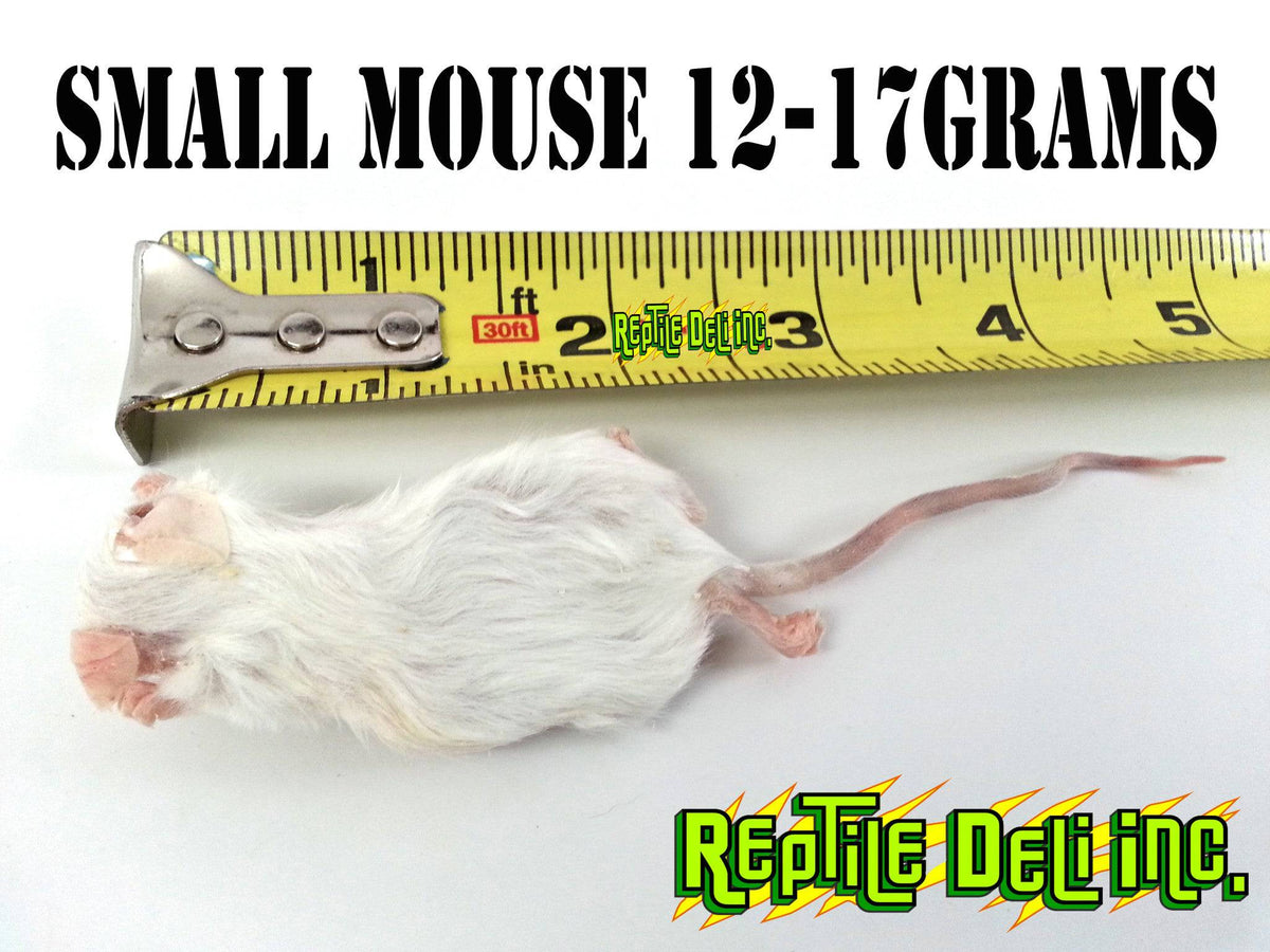 Frozen Mouse - Small - Reptile Deli Inc.