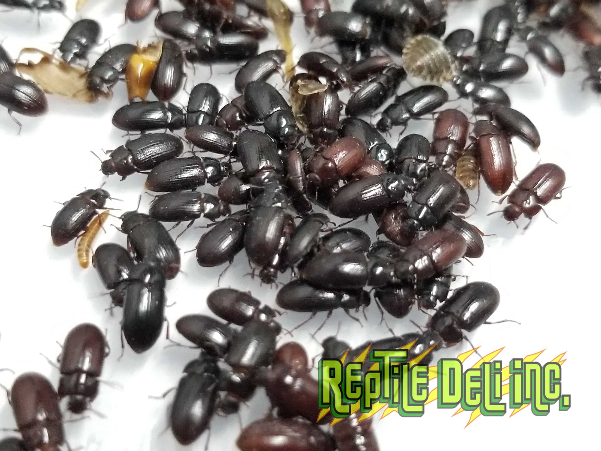 Black Cleaner Beetles - Buffalo Beetles/Dermestid Mix - Reptile Deli Inc.
