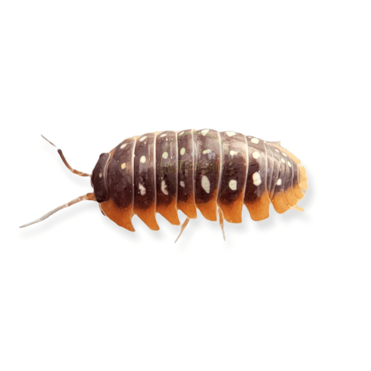 Montenegro - Armadillidium Klugii (12 Count) - Reptile Deli Inc.