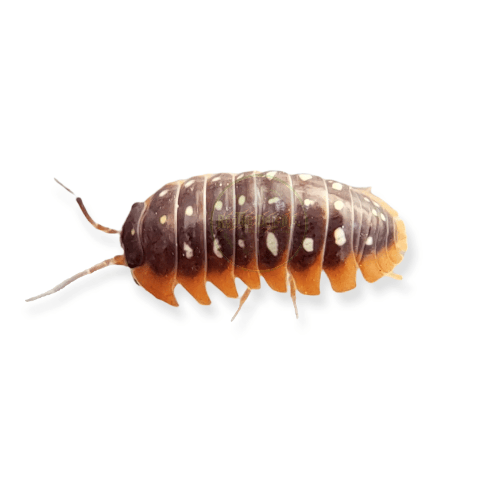 clownwm_1600x.png?v=1656671794