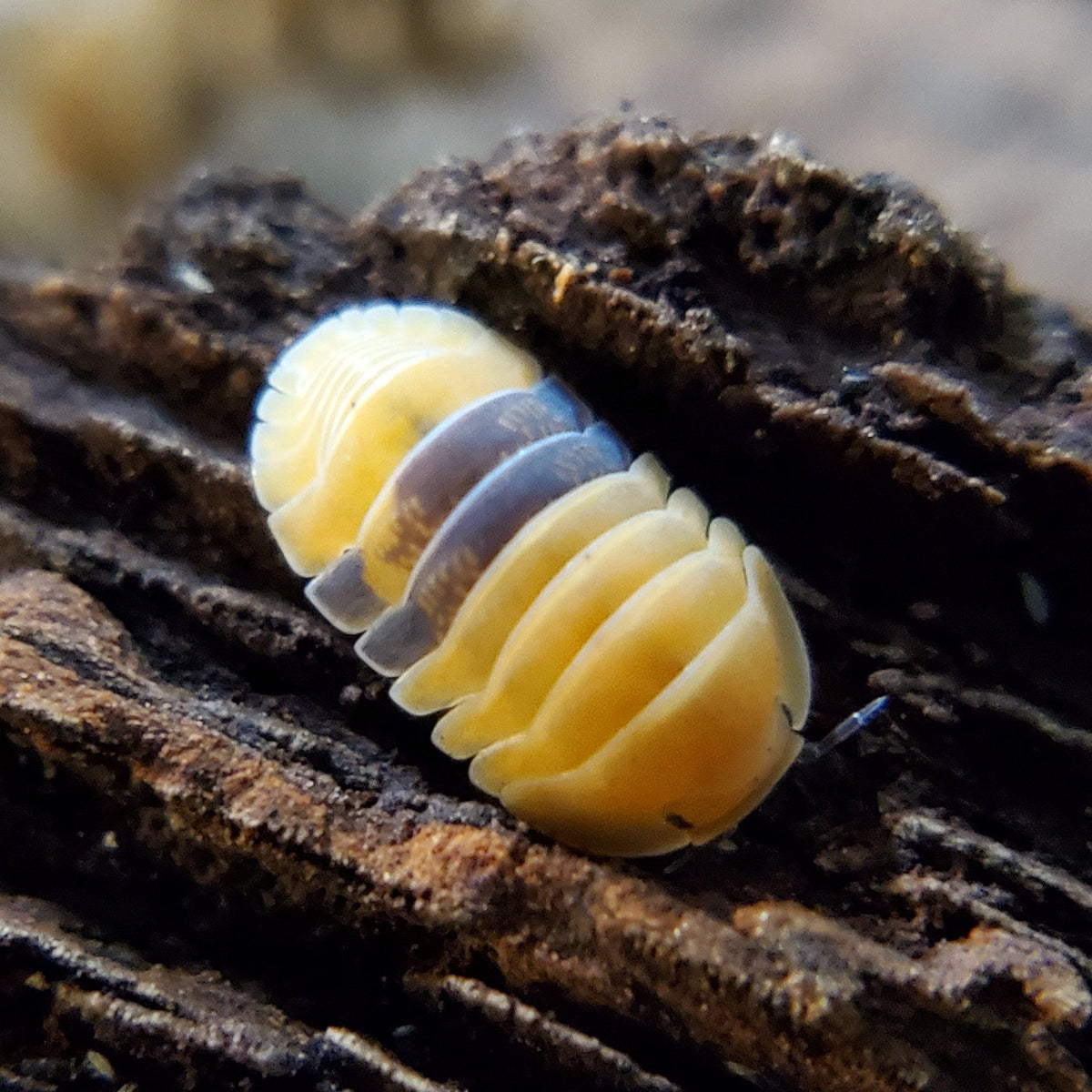 Amber - Cubaris Isopods - Reptile Deli Inc.