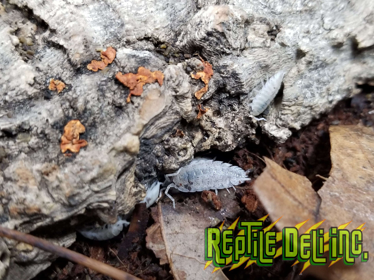 Ghost Dalmatian - Porcellio Scaber Isopods (12 Count) - Reptile Deli Inc.