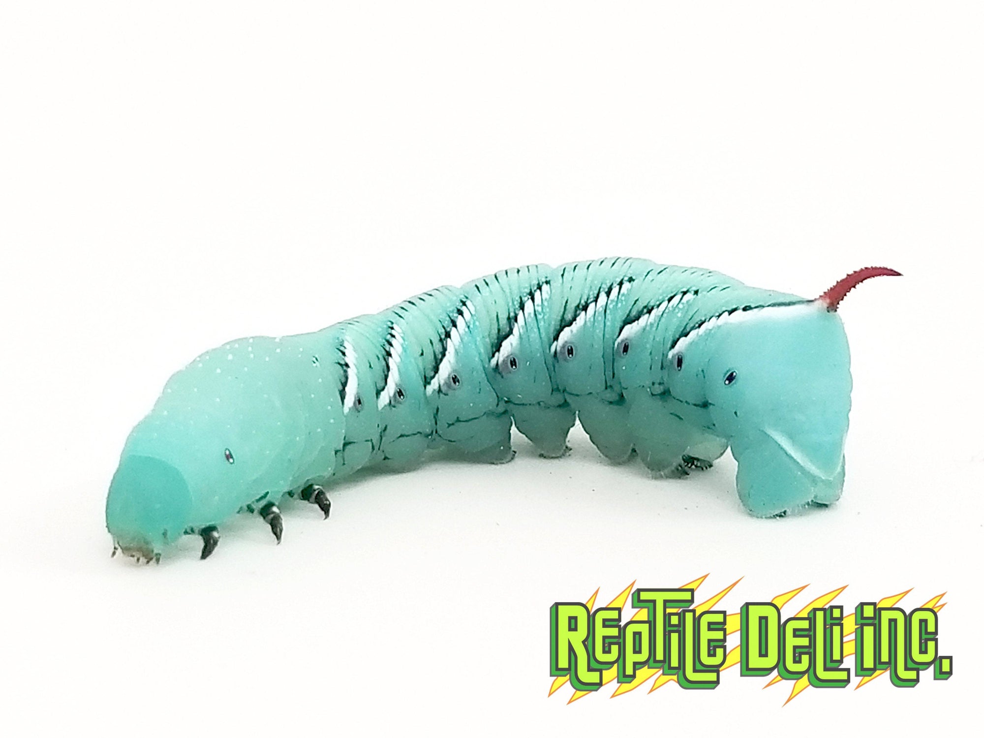 Hornworms ( Goliath Worms )  12-15ct Pod - Reptile Deli Inc.