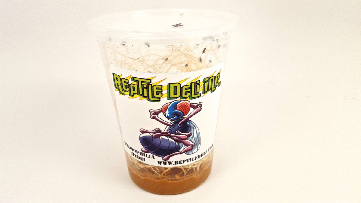 Flightless Fruit Fly Culture - Reptile Deli Inc.