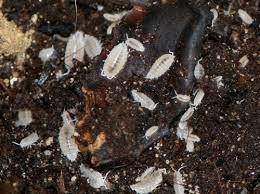 Dwarf Whites - Trichorhina tomentosa Isopods (25 Count) - Reptile Deli Inc.