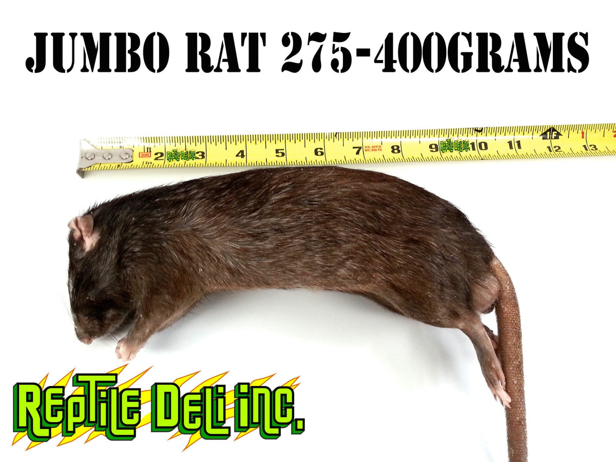 Frozen Rat - Jumbo - Reptile Deli Inc.